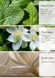 Аромадиффузор Green Tea бергамот, жасмин, мускус 100 мл. 43014 фото 3